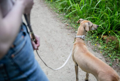 Radiografía del ‘pet parenting’ en España; el 49% de los hogares tiene mascota y La Rioja lidera la inversión en bienestar animal
