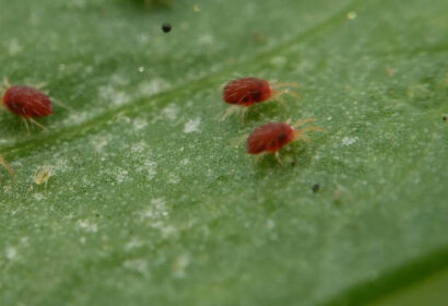 Nostoc Biotech registra el hongo Purpureocillium lilacinum como aliado agrícola
