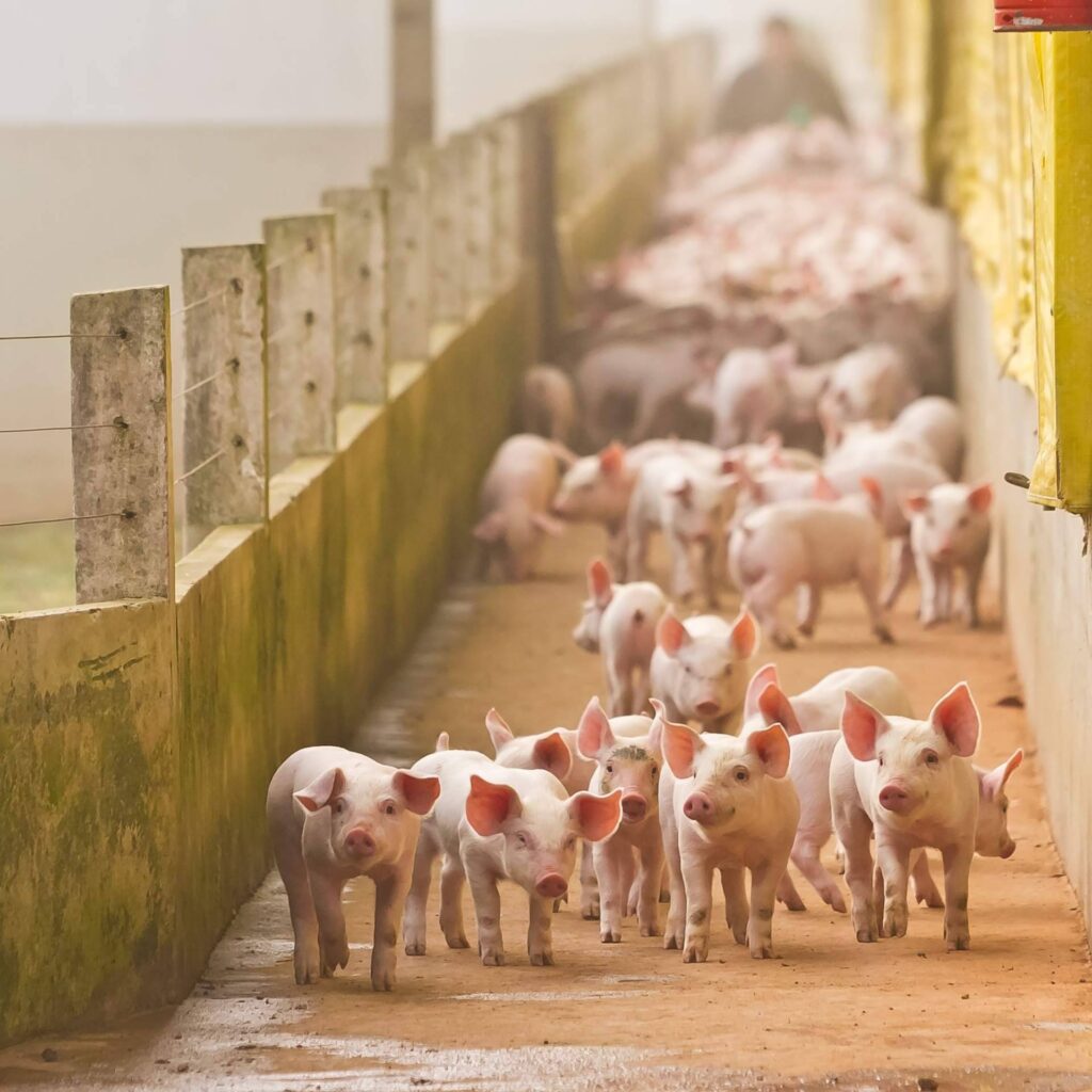 Cerdo ecológico, ibérico o blanco; claves para entender las diferencias