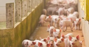 Cerdo ecológico, ibérico o blanco; claves para entender las diferencias