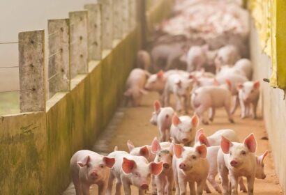 Cerdo ecológico, ibérico o blanco; claves para entender las diferencias