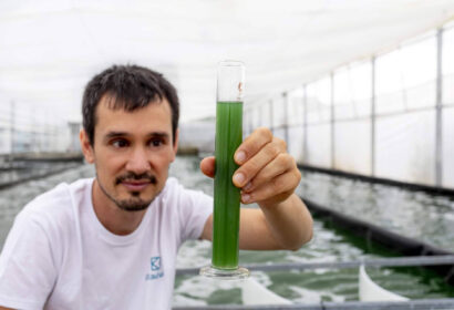 Recetas fáciles con espirulina fresca; el superalimento cultivado en Catalunya que gana adeptos