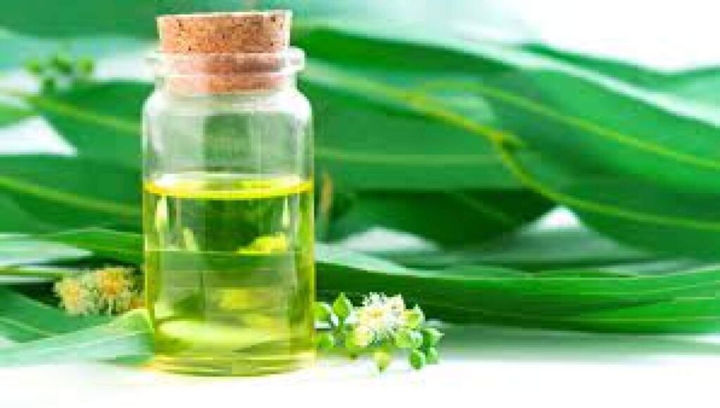 Esencia concentrada de eucaliptus, la nueva experiencia aromática para saunas y baños turcos
