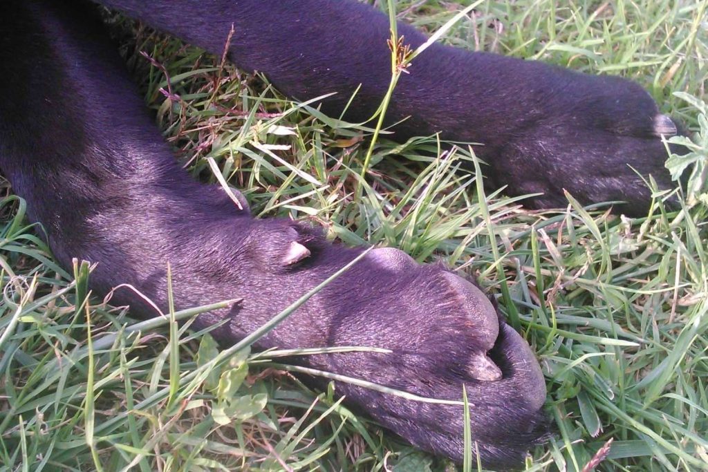Superar el duelo tras la pérdida de una mascota