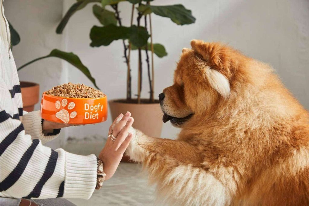 Las ventajas e inconvenientes de los diferentes tipos de comida para perros, por Dogfy Diet