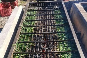 Cal Delaida ofrece calçots de cosecha propia