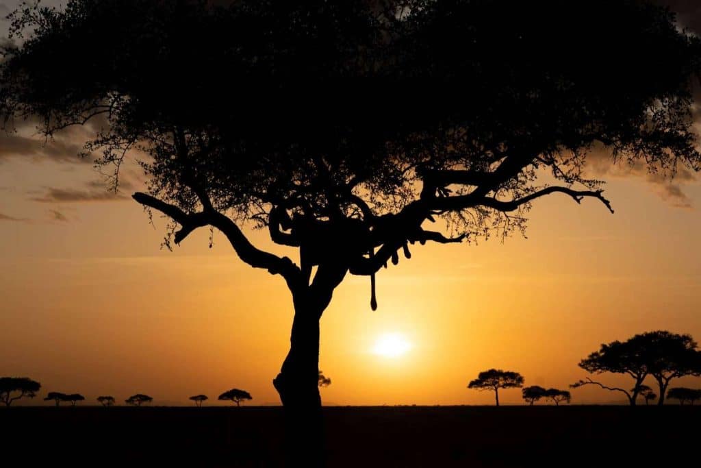 La agencia de safaris de lujo de referencia en España, The African Experiences