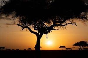 La agencia de safaris de lujo de referencia en España, The African Experiences