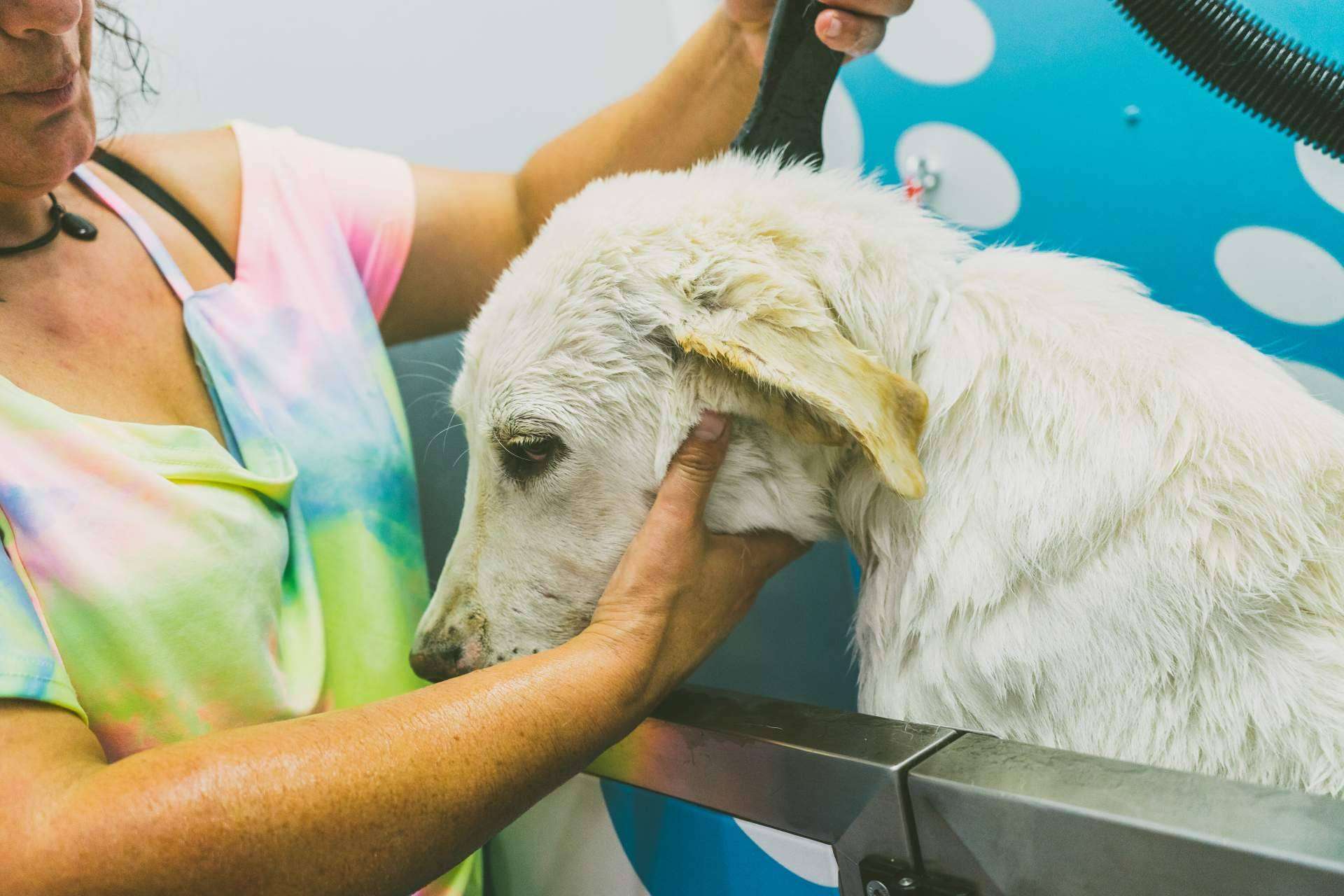 Chapoteando, un servicio de autolavado para mascotas