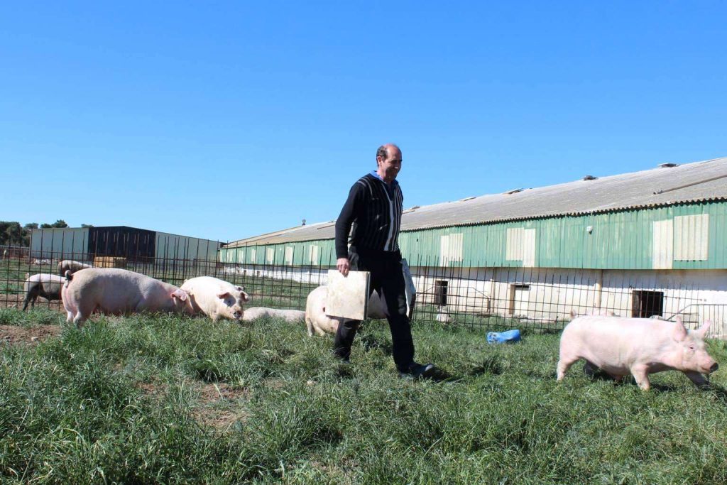 De la granja a la mesa; la producción de carne de cerdo ecológico