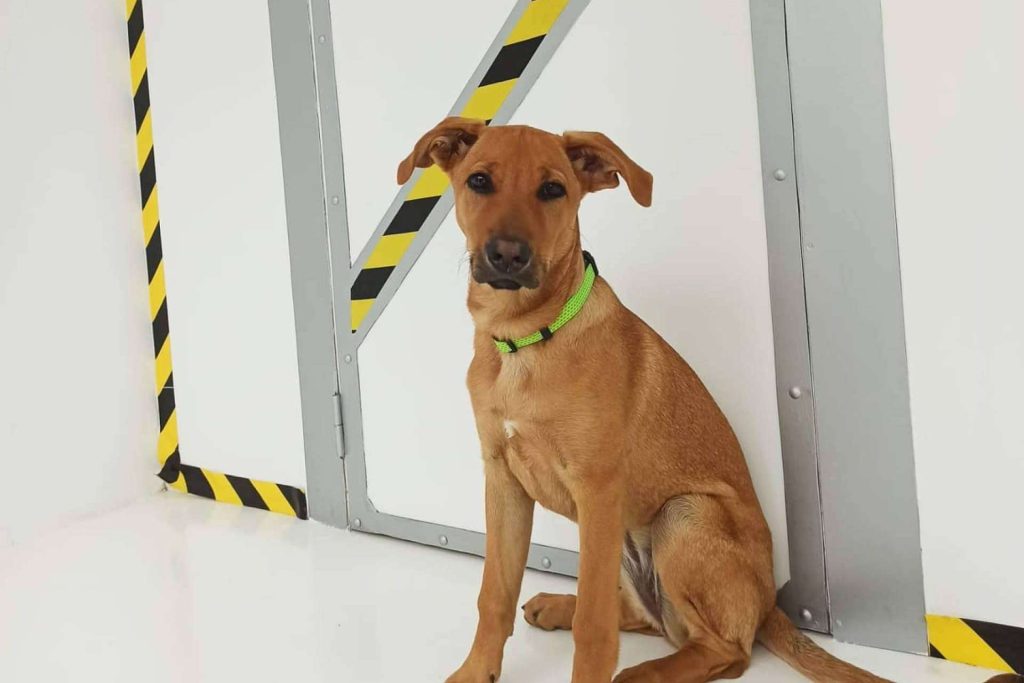 Cronologic, el escape room en Barcelona donde los perros son bienvenidos, finalista de los premios TravelGuau