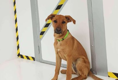Cronologic, el escape room en Barcelona donde los perros son bienvenidos, finalista de los premios TravelGuau