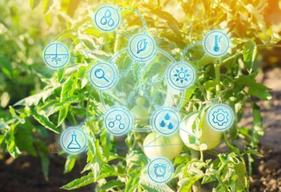 ¿Las plantas están sufriendo con el calor? Puede que no sea falta de agua, sino de nutrientes