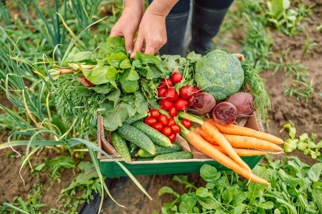 Disminución del consumo de alimentos ecológicos con la plataforma mentta
