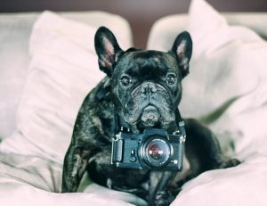 Los animales que más viralizan en las redes
