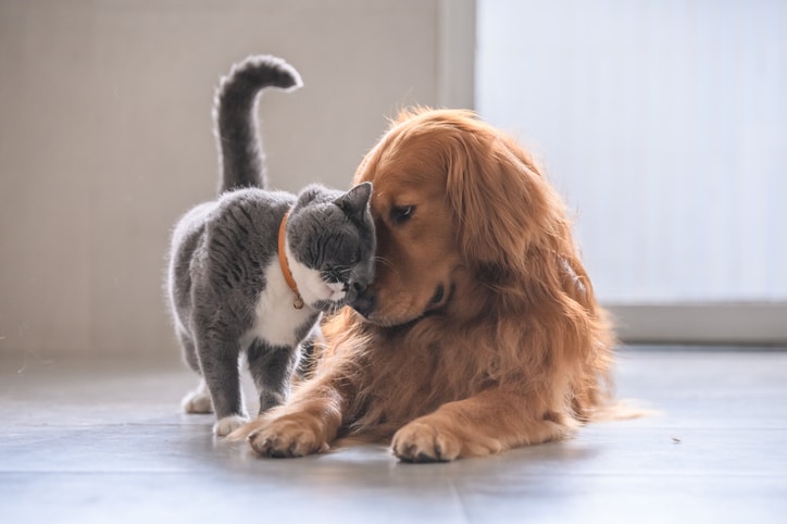 mascotas