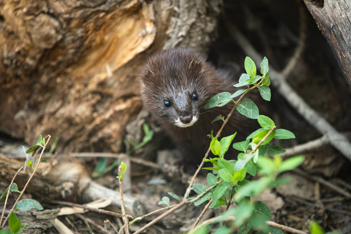 Agua, flora y fauna: el compromiso de Naturgy con la biodiversidad