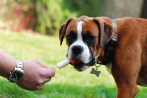 ¿Helados para perros?