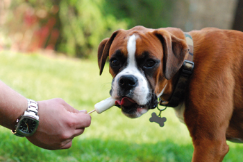 ¿Helados para perros?