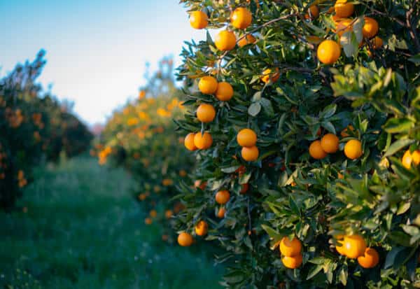 Nano-Technology, nanoburbujas de O2 y O3 para mejorar la calidad del agua de riego agrícola