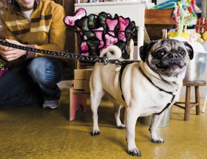 Plan de negocio para montar una tienda de mascotas