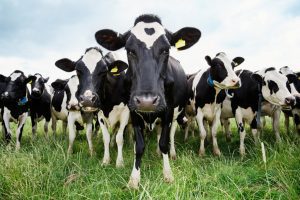 Proyectos muy animales y con mucho futuro