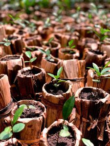 reforestar