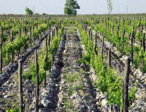 Seguros para el cambio climático