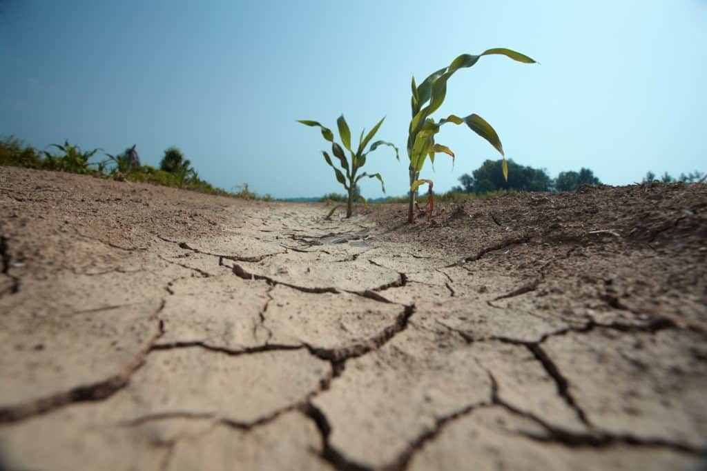 Ingenio ante la sequía: esta empresa tiene la solución para ahorrar agua en la agricultura