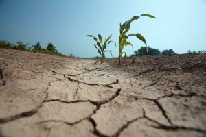 Ingenio ante la sequía: esta empresa tiene la solución para ahorrar agua en la agricultura