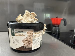 Economía circular: esta empresa te invita a cultivar setas en casa aprovechando los posos del café