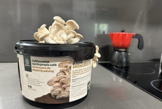 Economía circular: esta empresa te invita a cultivar setas en casa aprovechando los posos del café