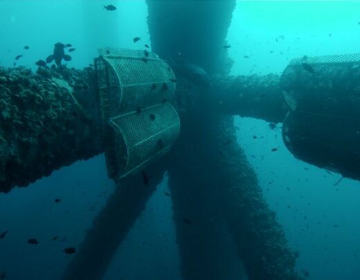 Ocean Ecostructures, startup enfocada en la regeneración del ecosistema marino