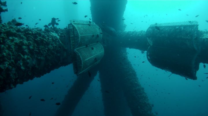 Ocean Ecostructures, startup enfocada en la regeneración del ecosistema marino