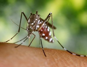 Tecnología para mantener a raya al mosquito tigre