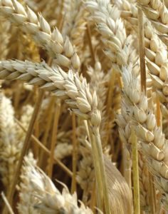 Veritas: cómo hacer para que el gran público consuma productos ecológicos